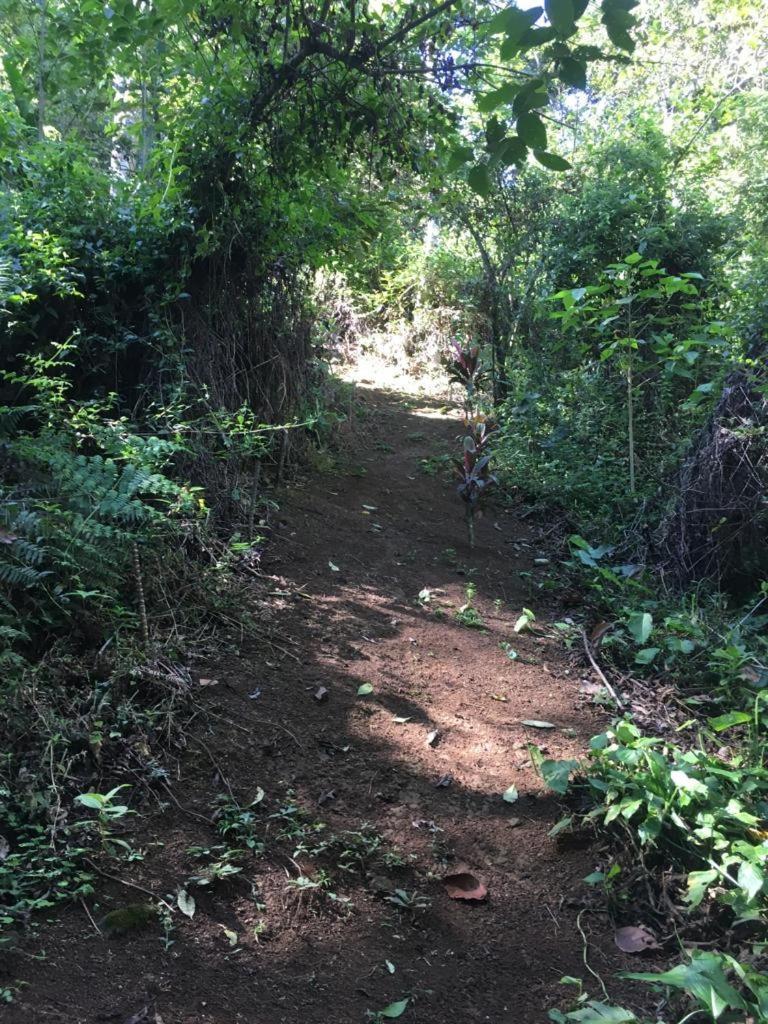 Green Mountain And Lodge Turrialba Ngoại thất bức ảnh