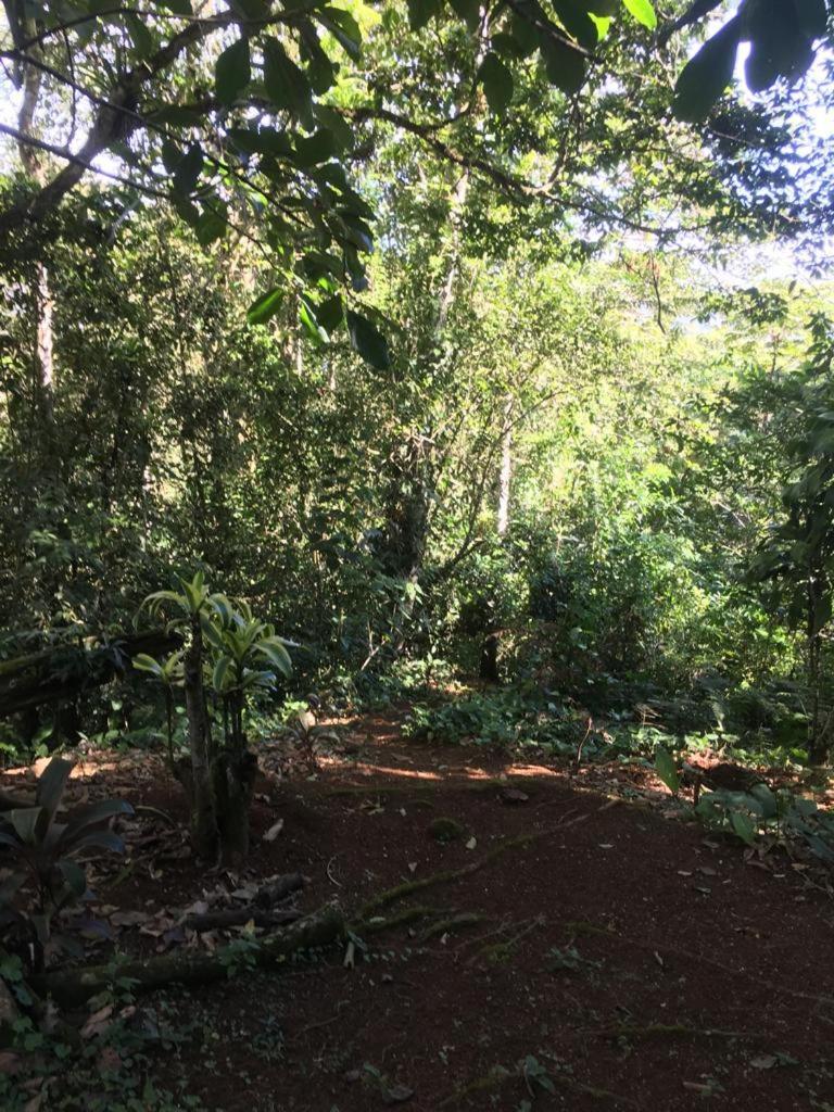 Green Mountain And Lodge Turrialba Ngoại thất bức ảnh