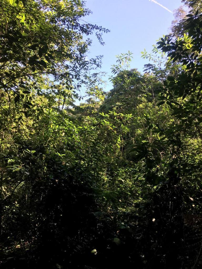 Green Mountain And Lodge Turrialba Ngoại thất bức ảnh